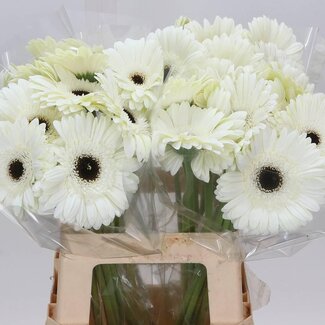 Freshy Gerbera “White House” | Couleur: Blanc | Longueur ± 50 centimeter | Par 10 fleurs fraîches