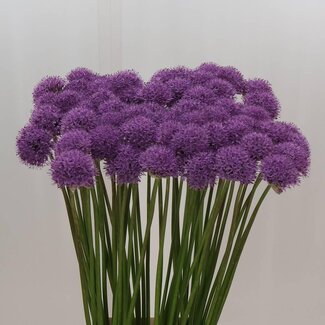Freshy Allium Ornamental onion “Gladiator” | Colour: Purple | Length ± 90 centimetre | Per 10 stems fresh flowers