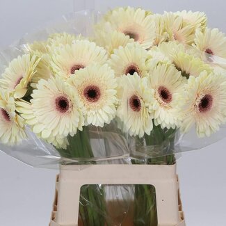 Freshy Gerbera “Eclair” | Farbe: Weiß | Länge ± 50 Zentimeter | Pro 10 frische Blumen