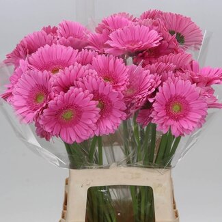 Freshy Gérbera “Glossy” | Couleur: Rose | Longueur ± 50 centimeter | Par 10 fleurs fraîches