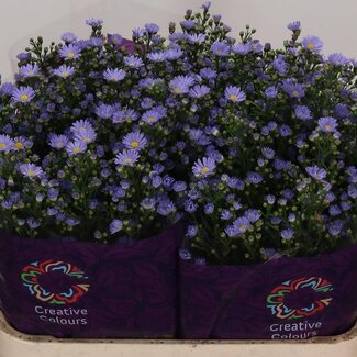 Freshy Aster “Cassandra” | Couleur: Violet | Longueur ± 80 centimeter | Par 25 tiges de fleurs fraîches