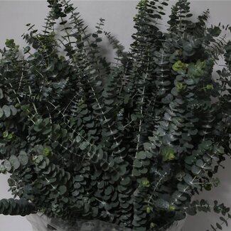 Freshy Eucalyptus “Baby Blue” | Couleur: Vert | Longueur ± 70 centimeter | 350 gram par botte | Par 5 bottes