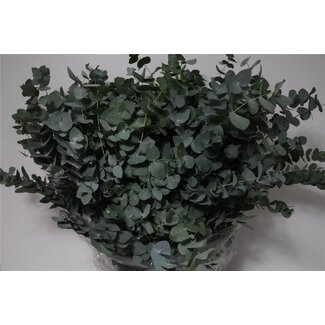 Freshy Eucalyptus Cinerea | Colour: Green | Length ± 70 centimeter | 400 gram per bunch | Per 5 bunches