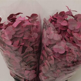 Freshy Eucalyptus Cinerea Teinté | Couleur: Rose | Longueur ± 50 centimeter | 150 gram par bouquet | Par 5 bouquets