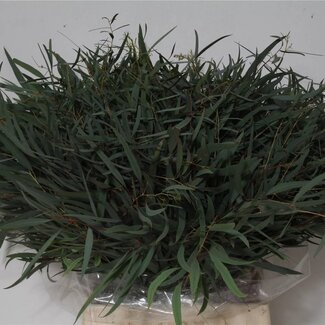 Freshy Short Eucalyptus Nicholii | Colour: Green | Length ± 55 centimetre | 150 gram per bunch | Per 5 bunches