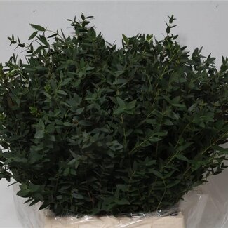 Freshy Courte Eucalyptus Parvifolia | Couleur: Vert | Longueur ± 55 centimeter | 150 gram par bouquet | Par 5 bouquets