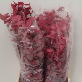 Freshy Eucalyptus Stuartiana Konserviert “Pink Lady” | Farbe: Rosa | 150 gram pro Bund | Pro 5 Bunde