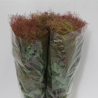 Freshy Cotinus Perückenstrauch | Farbe: Grün | Länge ± 70 centimeter | 200 gram pro Bund | Pro 5 Bunde