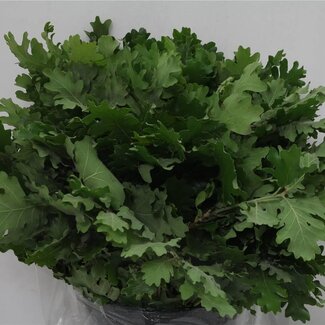 Freshy Quercus Feuille de chêne | Couleur: Vert | Longueur ± 60 centimeter | 300 gram par bouquet | Par 5 bouquets
