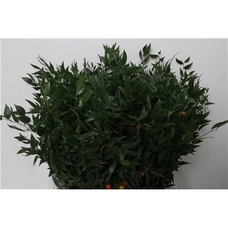 Freshy Ruscus Muizendoorn | Farbe: Grün | 200 Gramm pro Bund | Pro 5 Bündel