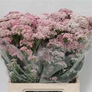 Freshy Ozothamnus | Couleur: Rose | Longueur ± 70 centimeter | 200 gram par botte | Par 5 bottes