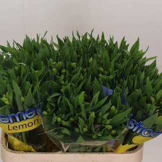 Freshy Alstroemeria “Lemon” | Farbe: Gelb | Länge ± 72 centimeter | Pro 10 Stielen frische Blumen