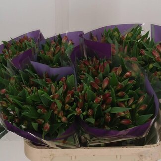 Freshy Alstroemeria “Bubblicious” | Farbe: Rosa | Länge ± 75 centimeter | Pro 10 Stiele frische Blumen