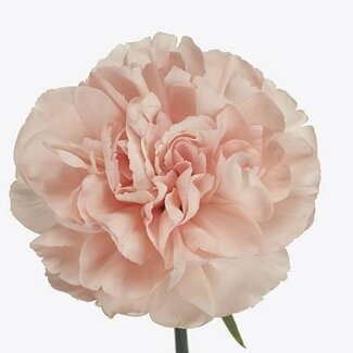Freshy Oeillet hollandais “Noviado” | Couleur: Rose | Longueur ± 60 centimètre | Par 20 fleurs fraîches