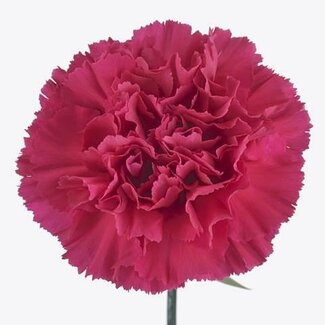 Freshy Œillet hollandais “Fausto” | Couleur: Rose | Longueur ± 60 centimeter | Par 20 fleurs fraîches