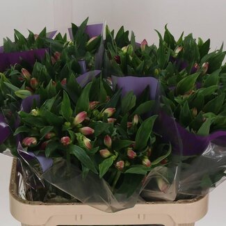 Freshy Alstroemeria “Falipo” | Farbe: Lila | Länge ± 75 centimeter | Pro 10 Stiele frische Blumen