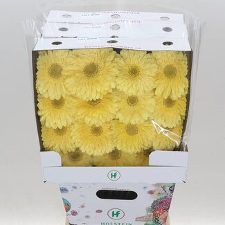 Freshy Gérbera Gr Aqua “Full Moon” | Couleur: Jaune | Longueur ± 50 centimeter | Par 15 fleurs fraîches