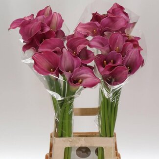 Freshy Zantedeschia Calla “Captain Romance” | Farbe: Rot | Länge ± 80 Zentimeter | Pro 10 frische Blumen