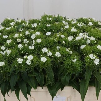 Freshy Oeillet de poète Dianthus Barbatus “Barbarella W” | Couleur: Blanc | Longueur ± 50 centimeter | Par 40 fleurs fraîches