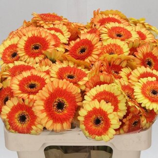 Freshy Germini Aqua “Decora” | Couleur: Orange | Longueur ± 50 centimeter | Par 20 fleurs fraîches