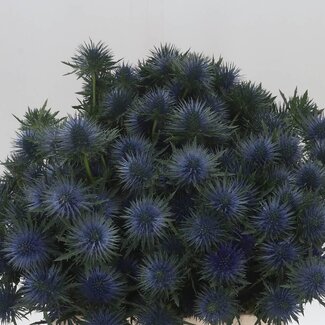 Freshy Eryngium Kreuzdistel “Magnetar Questar” | Farbe: Blau | Länge ± 40 centimeter | Pro 20 Stiele frische Blumen