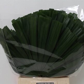 Freshy Chamaerops Feuille de palmier | Couleur: Vert | Longueur ± 50 centimeter | Par 30 tiges