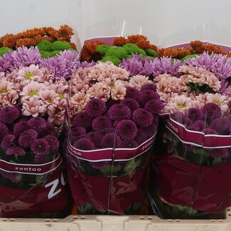 Freshy Chrysanthemum Chrysant Santini “Happy” Gemengd | Kleur: Gemengde Kleuren | Lengte ± 55 centimeter | Per 25 stelen verse bloemen