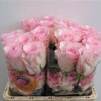 Freshy Großblütige Rose “Christa” | Farbe: Rosa | Länge ± 60 centimeter | Herkunft Ecuador | Pro 25 frische Blumen