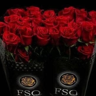 Freshy Grootbloemige Roos “Freedom” | Kleur: Rood | Lengte ± 50 centimeter | Herkomst Ecuador | Per 20 verse bloemen