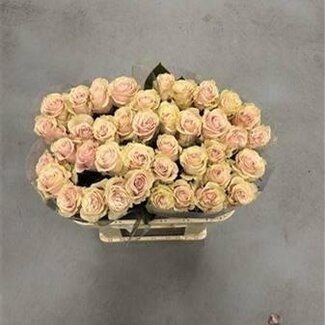 Freshy Großblütige Rose “Pink Mondial” | Farbe: Rosa | Länge ± 60 centimeter | Herkunft Ecuador | Pro 20 frische Rosen