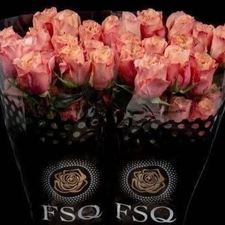 Freshy Large-flowered Rose “Baru” | Colour: Pink | Length ± 60 centimeter | Origin Ecuador | Per 20 fresh roses