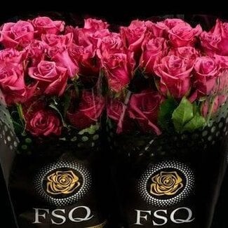 Freshy Großblütige Rose “Blue Berry” | Farbe: Fuchsia | Länge ± 60 centimeter | Herkunft Ecuador | Pro 20 frische Rosen