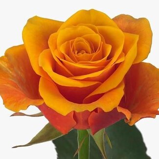 Freshy Rose à grandes fleurs “Espana” | Couleur: Jaune Orange | Longueur ± 60 centimeter | Origine Équateur | Par 20 roses fraîches