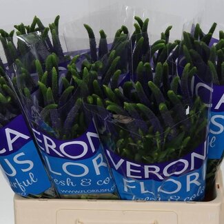 Freshy Veronica Ehrenpreis “Smart Navy” | Farbe: Blau | Länge ± 60 centimeter | Pro 25 frische Blumen