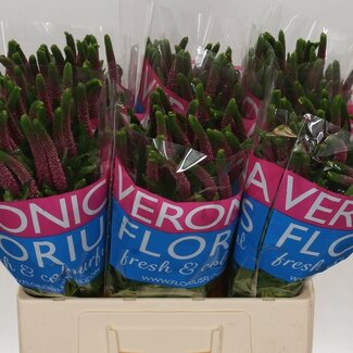 Freshy Veronica Ehrenpreis “Smart Iselle” | Farbe: Rosa | Länge ± 60 centimeter | Pro 25 frische Blumen
