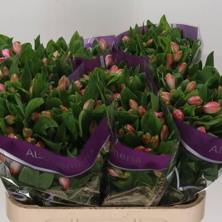 Freshy Alstroemeria “Panorama” | Couleur: Rose | Longueur ± 75 centimètres | Par 10 tiges de fleurs fraîches