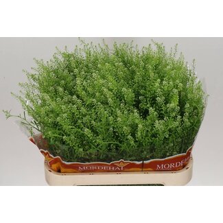 Freshy Lepidium “Green Bell” | Farbe: Weiß Grün | Länge ± 80 centimeter | Pro 25 frische Blumen