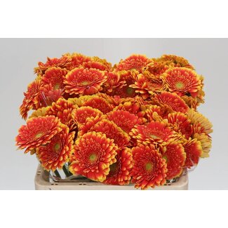 Freshy Germini Aqua “Franky” | Farbe: Gelb Orange | Länge ± 50 centimeter | Pro 20 frische Blumen