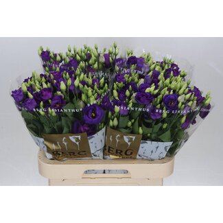 Freshy Eustoma Lisianthus Double “Rosi Blue” | Colour: Purple | Length ± 70 centimetre | Per 10 stems fresh flowers
