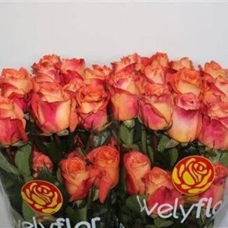 Freshy Rosen “Wild Spirit” | Farbe: Rosa | Länge ± 50 centimeter | Pro 25 Rosen