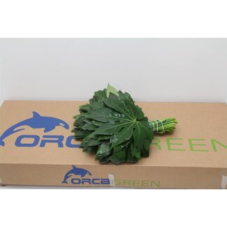 Freshy Aralia Leaf | Colour: Green | Length ± 30 centimetre | Per 5 bunches