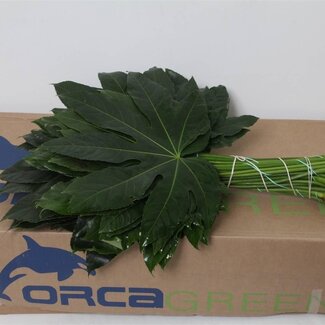 Freshy Aralia Blatt | Farbe: Grün | Lengte ± 60 centimeter | Pro 5 bossen