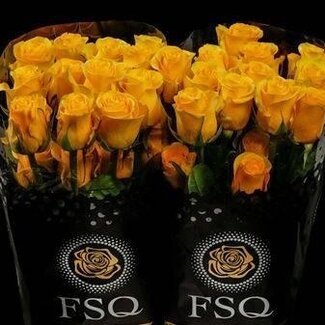 Freshy Grootbloemige Roos “Brighton” | Kleur: Geel | Lengte ± 50 centimeter | Herkomst Ecuador | Per 20 verse bloemen