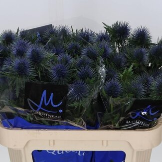 Freshy Eryngium Sea holly “Magnetar Qstar” | Colour: Blue | Length ± 70 centimeter | Per 10 stems fresh flowers