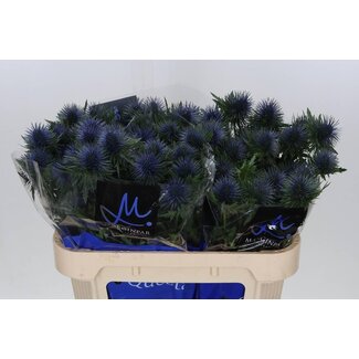 Freshy Eryngium Sea holly “Magnetar Qstar” | Colour: Blue | Length ± 70 centimeter | Per 10 stems fresh flowers