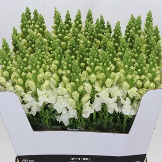 Freshy Antirrhinum Leeuwenbek “Avignon White” | Farbe: Weiß | Länge ± 70 centimeter | Pro 10 Stiele frische Blumen