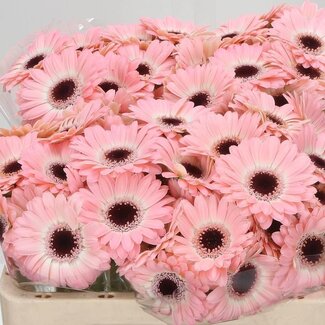 Freshy Germini Aqua “Dixon” | Farbe: Rosa | Länge ± 50 centimeter | Pro 20 frische Blumen