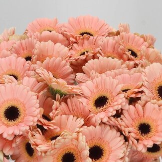 Freshy Germini Aqua “Espresso” | Farbe: Rosa | Länge ± 50 centimeter | Pro 20 frische Blumen