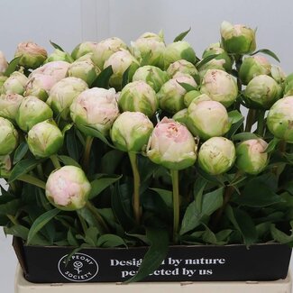 Freshy Paeonia Pivoine L “M O Barringto” | Couleur: Wit | Longueur ± 60 centimeter | Par 10 pivoines fraîches