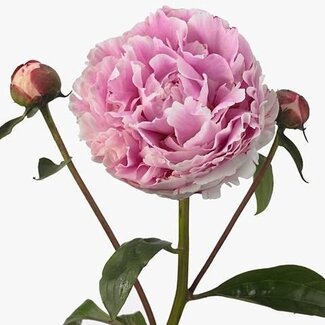 Freshy Paeonia Peony L “Sarah Bernhardt” | Colour: Purple | Length ± 60 centimeter | Per 10 fresh peonies